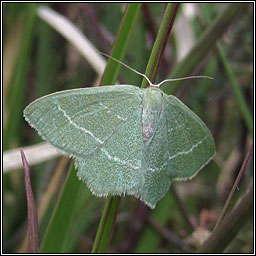 Small Grass Emerald, Chlorissa viridata