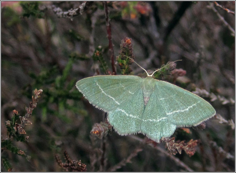 Small Grass Emerald, Chlorissa viridata