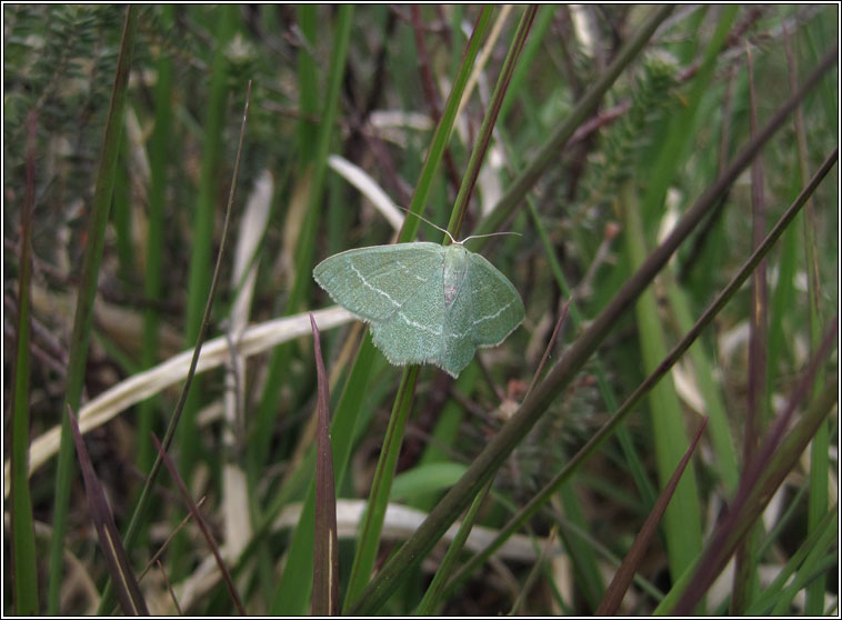 Small Grass Emerald, Chlorissa viridata