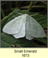 Small Emerald, Hemistola chrysoprasaria