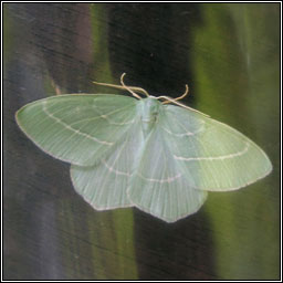 Small Emerald, Hemistola chrysoprasaria