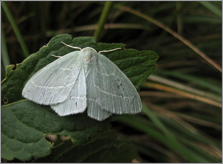Small Emerald, Hemistola chrysoprasaria
