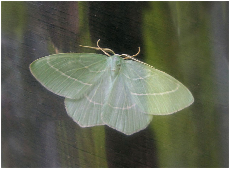 Small Emerald, Hemistola chrysoprasaria