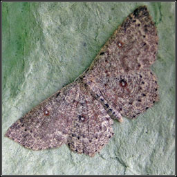 Dingy Mocha, Cyclophora pendularia