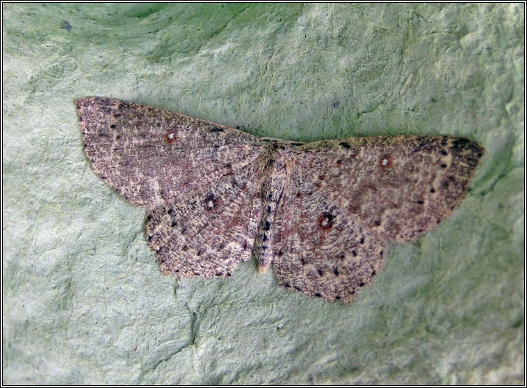 Dingy Mocha, Cyclophora pendularia