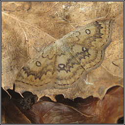 Mocha, Cyclophora annularia