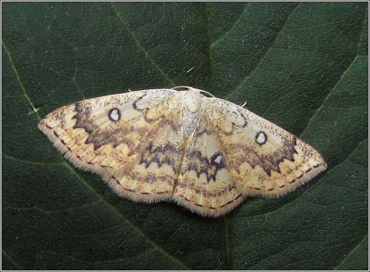 Mocha, Cyclophora annularia