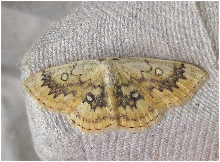 Mocha, Cyclophora annularia