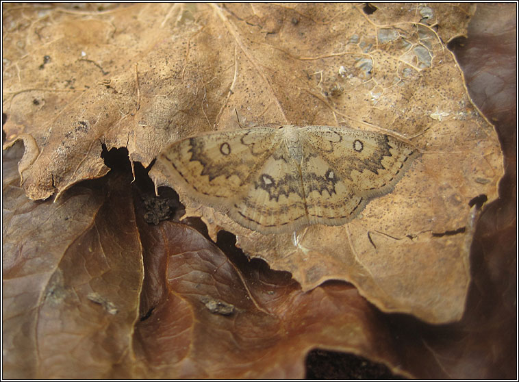 Mocha, Cyclophora annularia