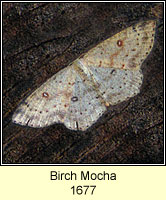 Birch Mocha, Cyclophora albipunctata