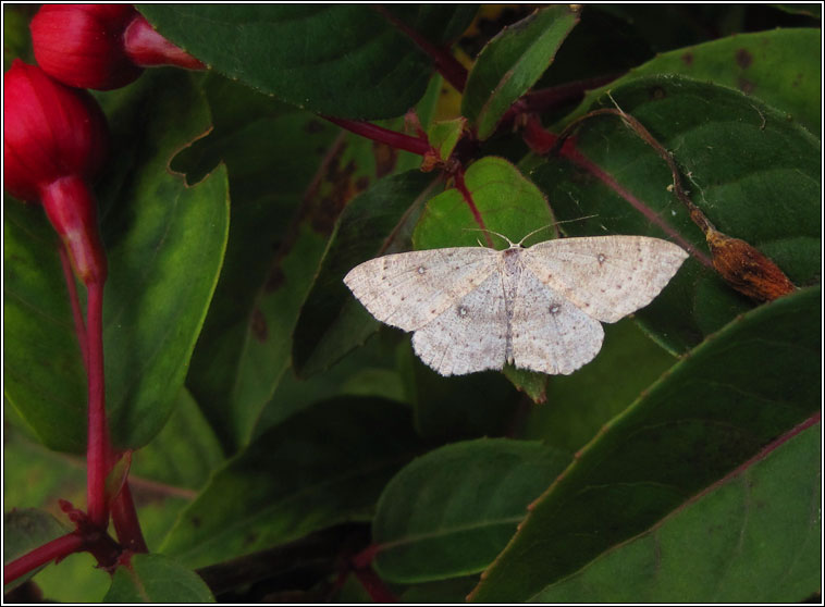 Birch Mocha, Cyclophora albipunctata