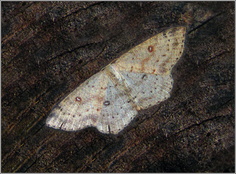 Birch Mocha, Cyclophora albipunctata