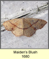 Maiden's Blush, Cyclophora punctaria