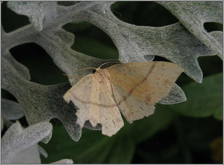 Maiden's Blush, Cyclophora punctaria