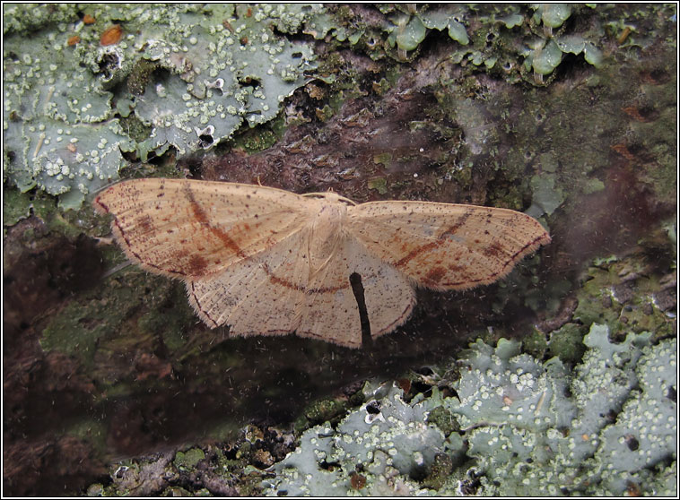 Maiden's Blush, Cyclophora punctaria