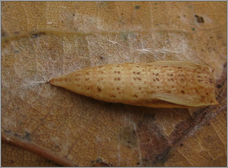 Maiden's Blush, Cyclophora punctaria