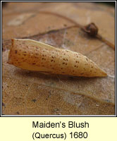 Maiden's Blush, Cyclophora punctaria