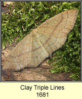 Clay Triple Lines, Cyclophora linearia