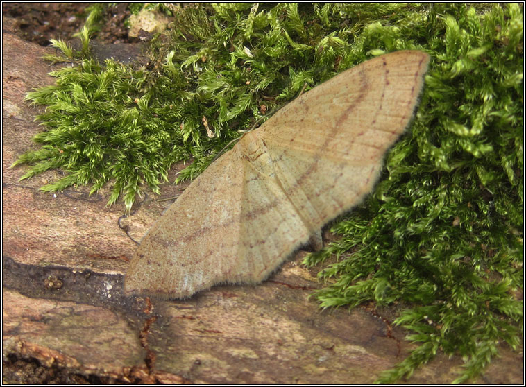 Clay Triple-lines, Cyclophora linearia