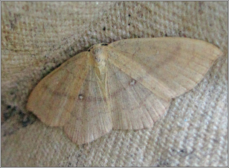 Clay Triple-lines, Cyclophora linearia