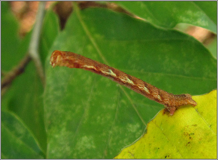 Clay Triple-lines, Cyclophora linearia