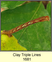 Clay Triple Lines, Cyclophora linearia