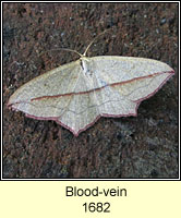 Blood-vein, Timandra comae