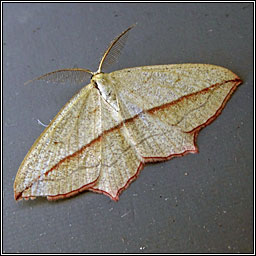 Blood-vein, Timandra comae