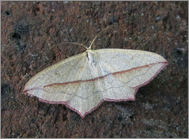 Blood-vein, Timandra comae