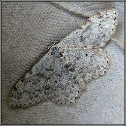 Mullein Wave, Scopula marginepunctata
