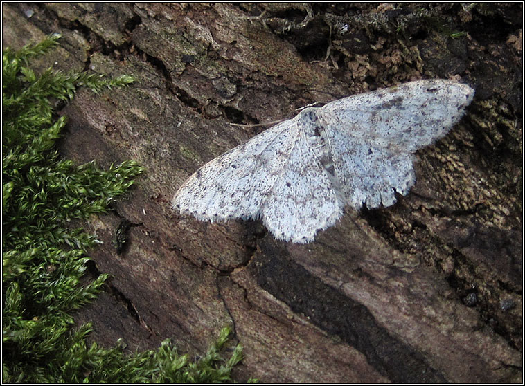 Mullein Wave, Scopula marginepunctata