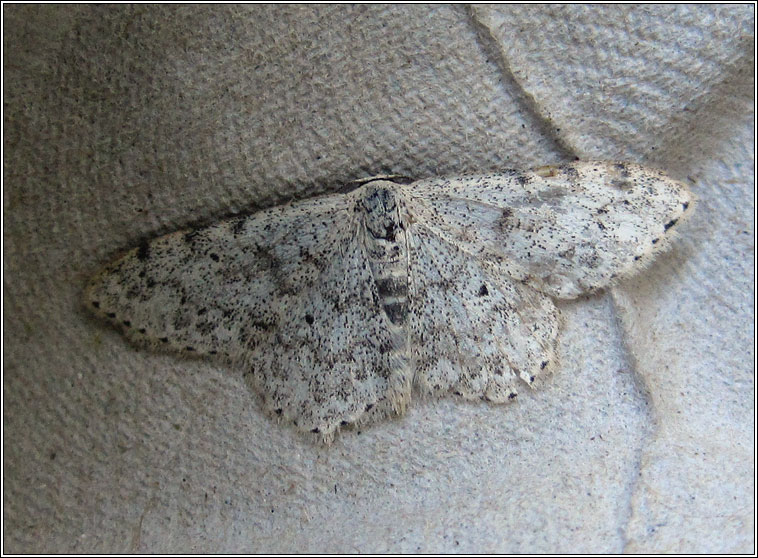 Mullein Wave, Scopula marginepunctata