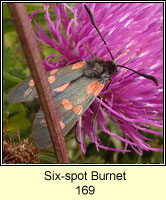 Six-spot Burnet, Zygaena filipendulae