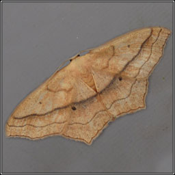 Small Blood-vein, Scopula imitaria