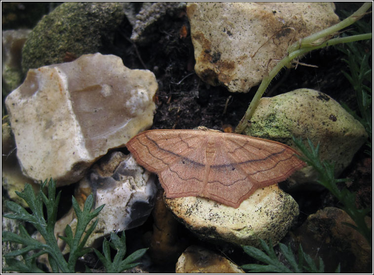 Small Blood-vein, Scopula imitaria