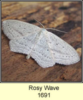 Rosy Wave, Scopula emutaria