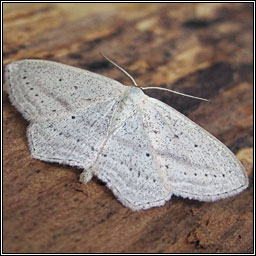 Rosy Wave, Scopula emutaria