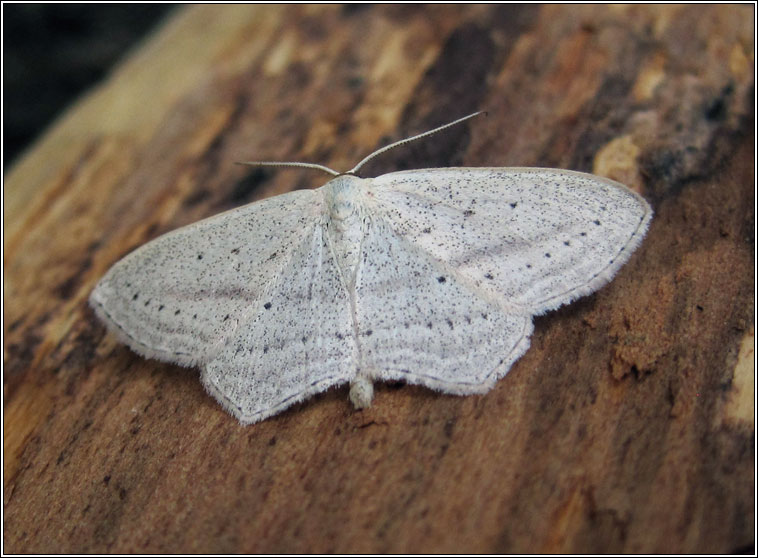 Rosy Wave, Scopula emutaria