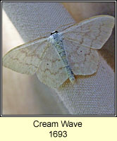 Cream Wave, Scopula floslactata