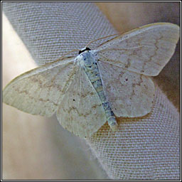 Cream Wave, Scopula floslactata