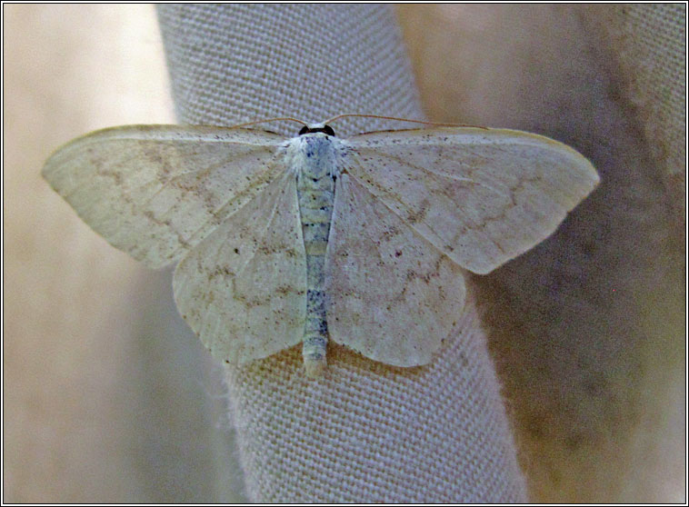 Cream Wave, Scopula floslactata