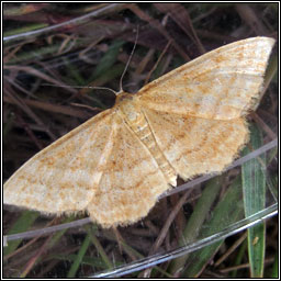 Bright Wave, Idaea ochrata