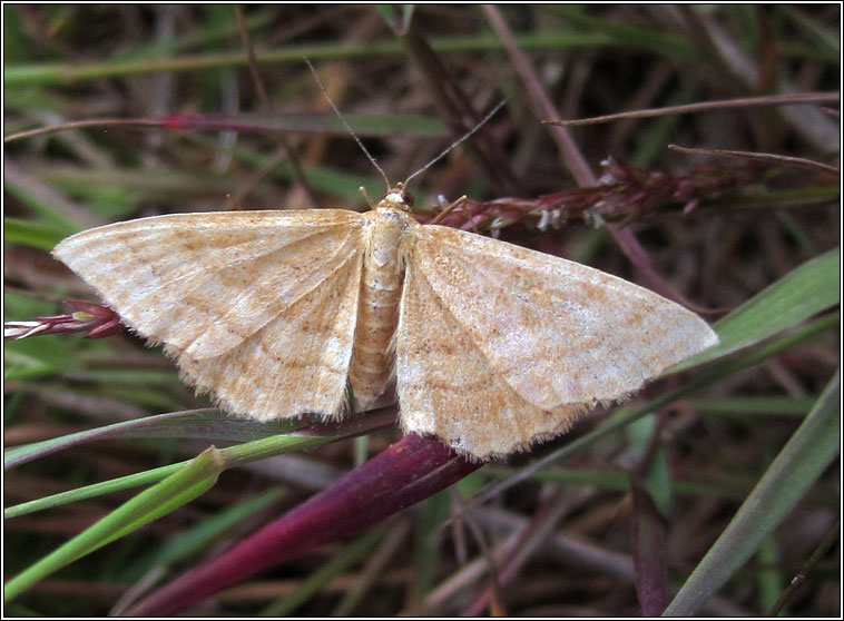 Bright Wave, Idaea ochrata