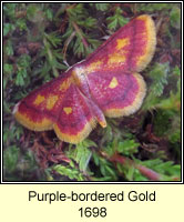 Purple-bordered Gold, Idaea muricata