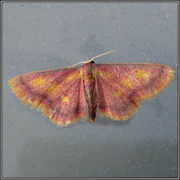 Purple-bordered Gold, Idaea muricata