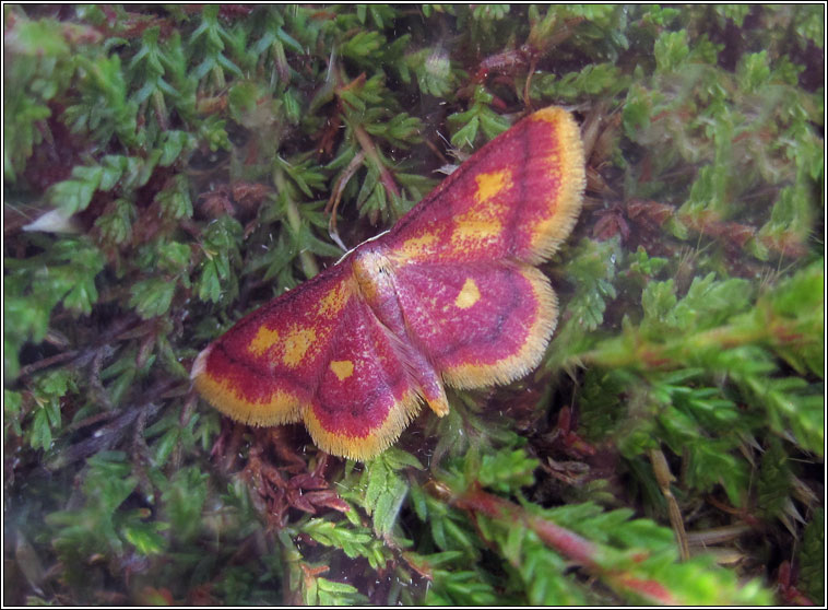 Purple-bordered Gold, Idaea muricata