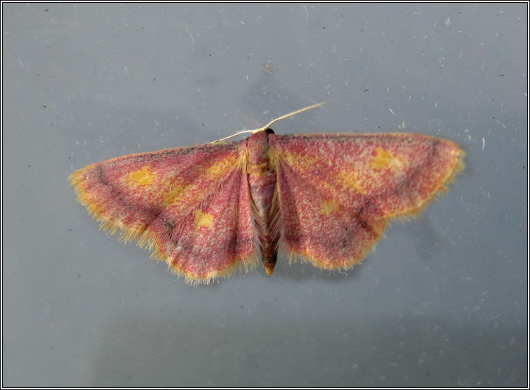 Purple-bordered Gold, Idaea muricata