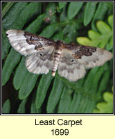 Least Carpet, Idaea rusticata