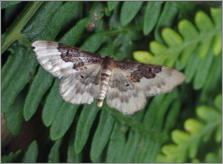 Least Carpet, Idaea rusticata