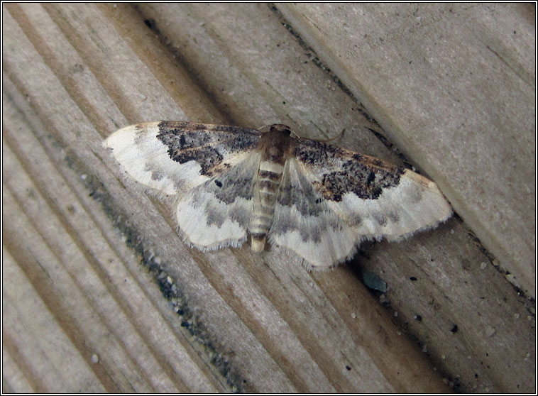 Least Carpet, Idaea rusticata